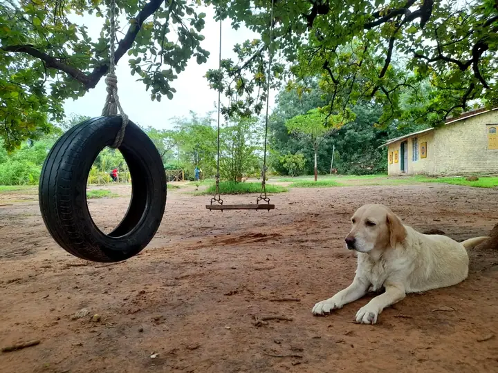 Nature Swing — Bakor nature experience